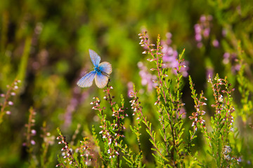 Blue and purple butterfly is sitting on a flower in a forest