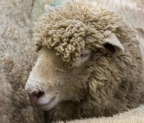Naklejka premium Sheep Cornwall