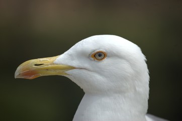 gabbiano