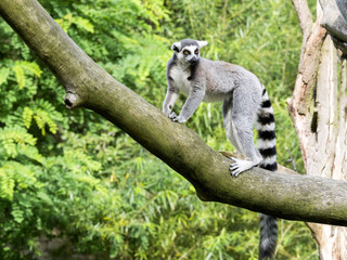 Group Ring-tailed Lemur, Lemur catta, on the tree