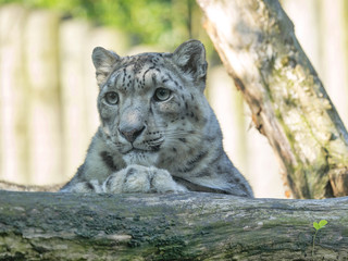 Fototapeta premium Snow leopard, Uncia ocia, resting on and tree