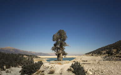 Fototapeta na wymiar Pine Tree at head of reservoir, Gombe, Turkey