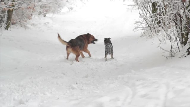 Dogs bite in winter/Big dog bitches teeth small dog in the winter