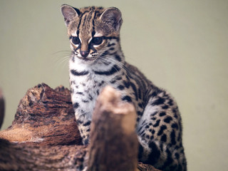 Naklejka premium Margay, Leopardus wiedii a grown young