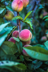 Beautiful ripe peaches on a tree