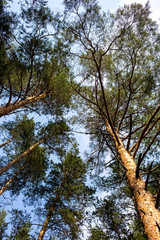 Bottom view of trees in pine forest in summertime