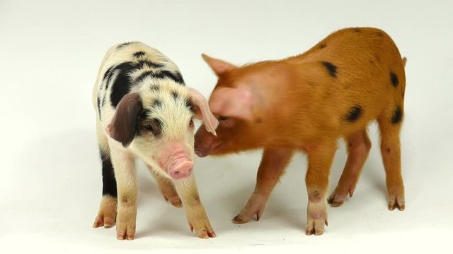 two pigs on a white background, sound