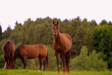 Fototapeta premium Pferdeparadies, kleines fuchsfarbenes Pferd steht ruhig auf der Weide