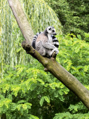Ring-tailed Lemur, Lemur catta, on the tree
