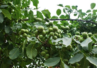 Huge amount of green walnut ( lat. Juglans regia)fruit grows on a branch of an old tree