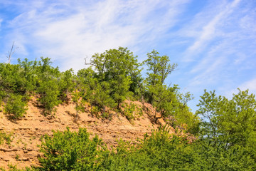 Fototapeta premium Trees grow on rock