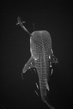 whale shark in the ocean,black and white photo