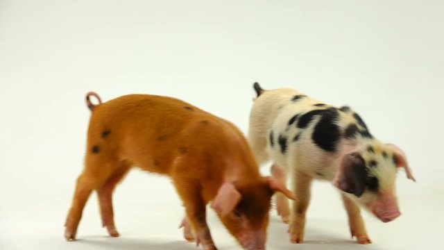 two pigs on a white background. sound
