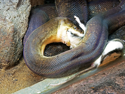 Movement Scene of Macklot's Python Attack Prey