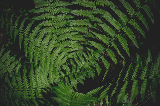 Natural green fern in the forest