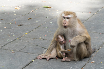 Mother monkey and baby monkey sitting on Flooring