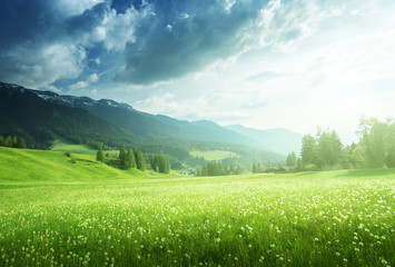 Obraz premium field of spring dandelions in Dolomites, South Tyrol, Italy