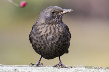 Blackbird, female