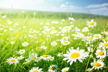 Photo sur Plexiglas Campagne field of daisy flowers