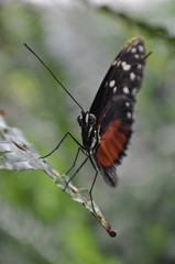Fototapeta premium Schmetterling