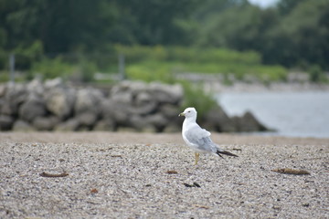 Seagull