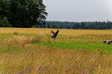 Pair of cranes in the field.