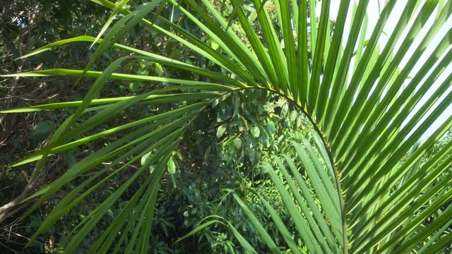 Palm Tree Leaf Tremling in Wind