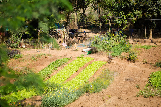 Plantation close Luang Prabang Laos