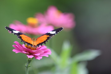 falter schmetterling natur sommer