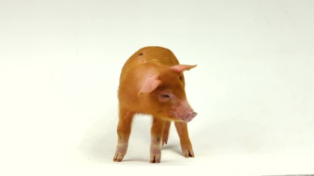 red  pig on a white background, sound