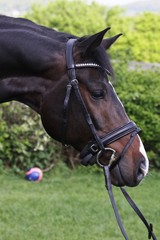 Fototapeta premium Pferdeportrait