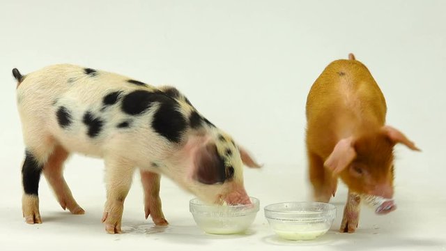   pig drink milk on a white background. sound