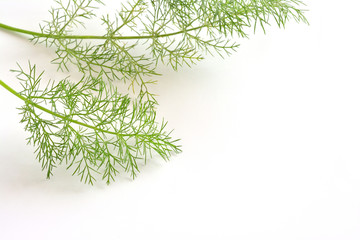 スイートフェンネル　白バック
