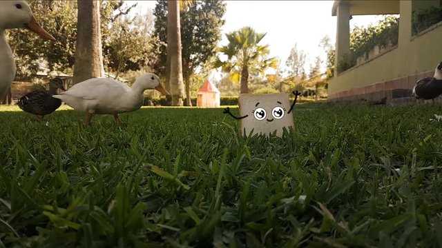 Patos comiendose un pan
