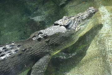 Alligator