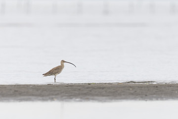 ホウロクシギ(Far Eastern Curlew)