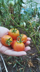 Recogida de tomates orgánicos en una huerta 