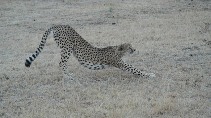 Geppard Cheetah Safari