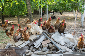 Naklejka premium Hen and rooster on traditional free range poultry farm