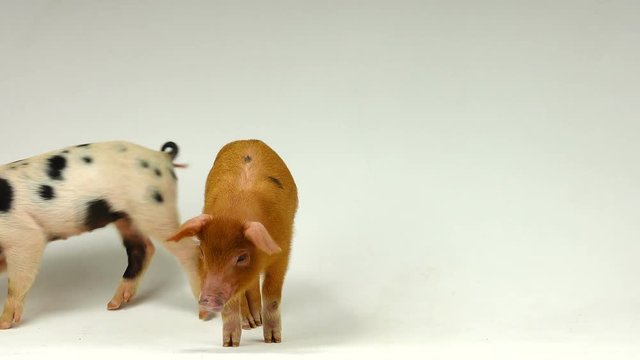  pig on a white background. sound
