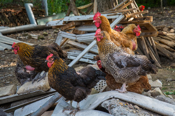 Naklejka premium Hen and rooster on traditional free range poultry farm