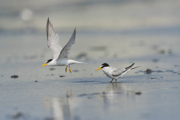 コアジサシつがい(little tern)