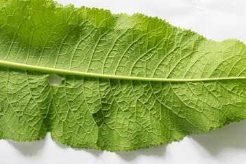 Horseradish leaves green background