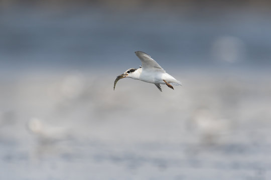 コアジサシ幼鳥(little tern)