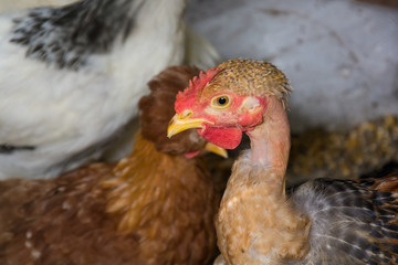 Chicken Portrait
