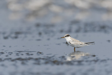 コアジサシ幼鳥(little tern)