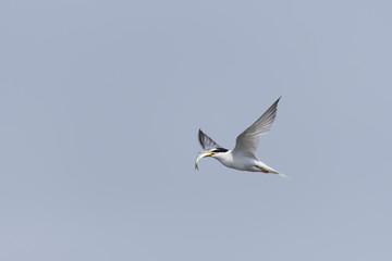 コアジサシ(little tern)