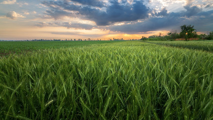 young wheat field / the dawn rising on a green field of wheat