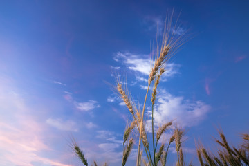 wheat field wheat field on the background cornfield Ukraine