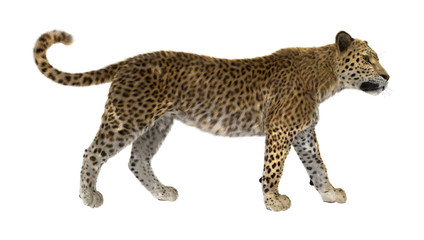 3D Rendering Big Cat Leopard on White